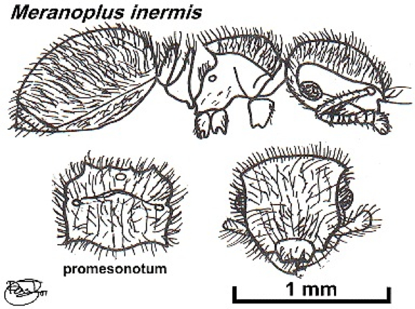 {Meranoplus inermis}