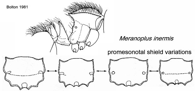 {Meranoplus inermis}