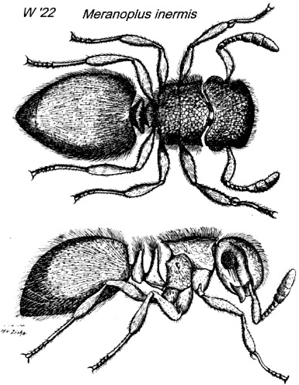 {Meranoplus inermis}