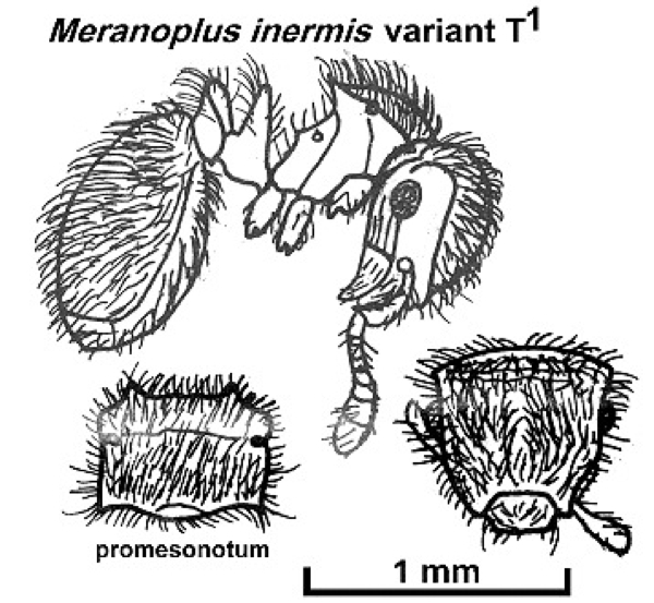 {Meranoplus inermis variant}