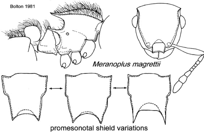 {Meranoplus magrettii}