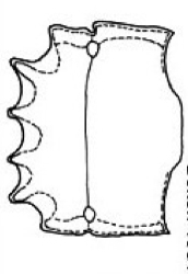 {Meranoplus nanus}