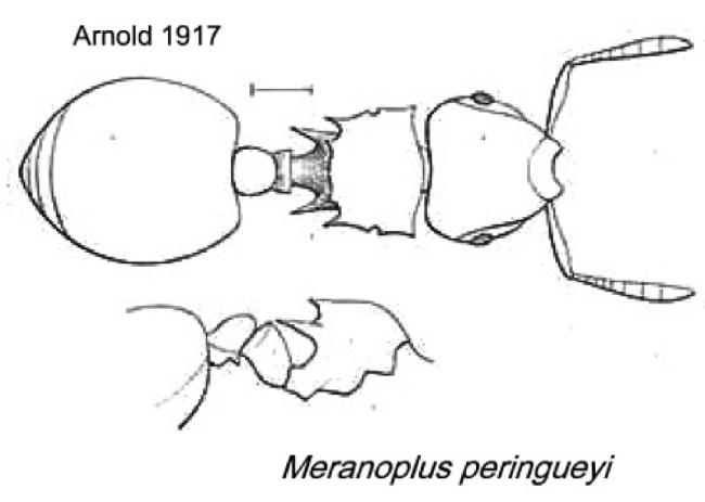 {Meranoplus peringueyi}