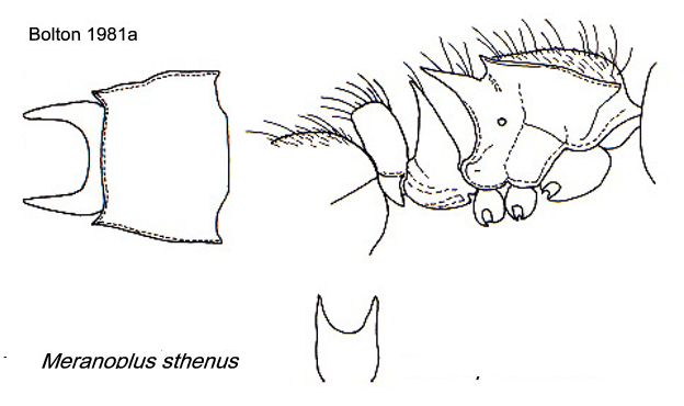 {Meranoplus sthenus}