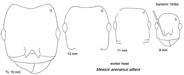 {Messor arenarius alfierii heads}