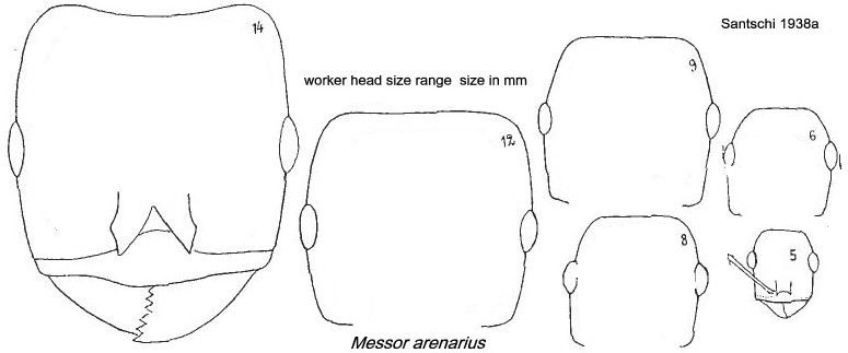 {Messorarenarius type heads}