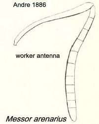 {Messor arenarius worker antenna}