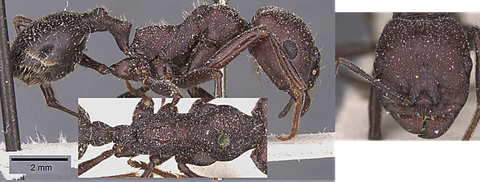 Messor arenarius thebaicus