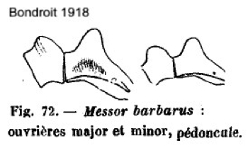 {Messor barbarus pedicels}