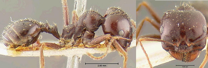 Messor barbarus