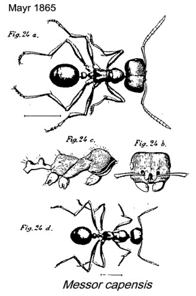 {Messor capensis}