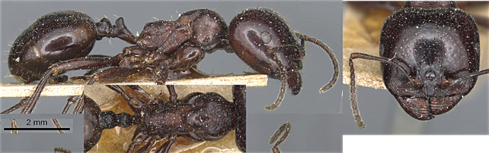 Messor concolor major