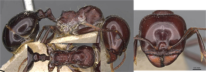 Messor dentatus