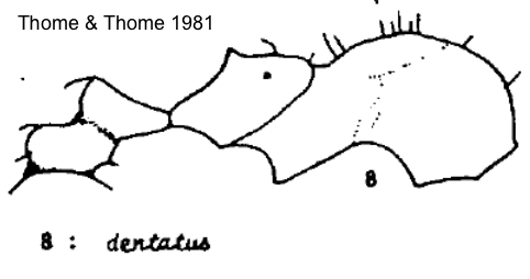 Messor dentatus