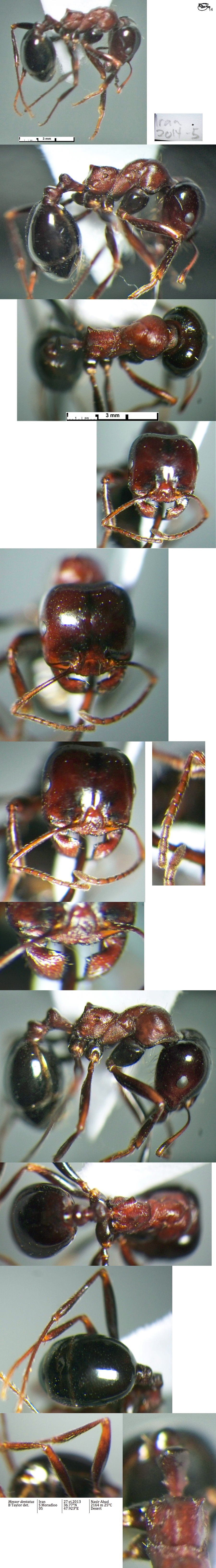{Messor dentatus major}