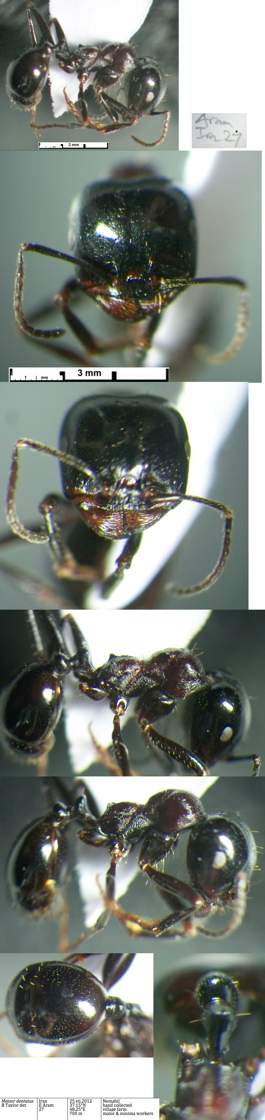 {Messor dentatus major}
