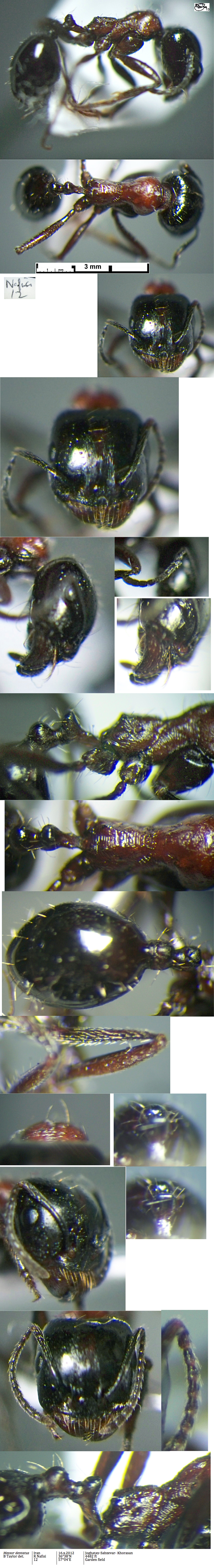 {Messor dentatus major}