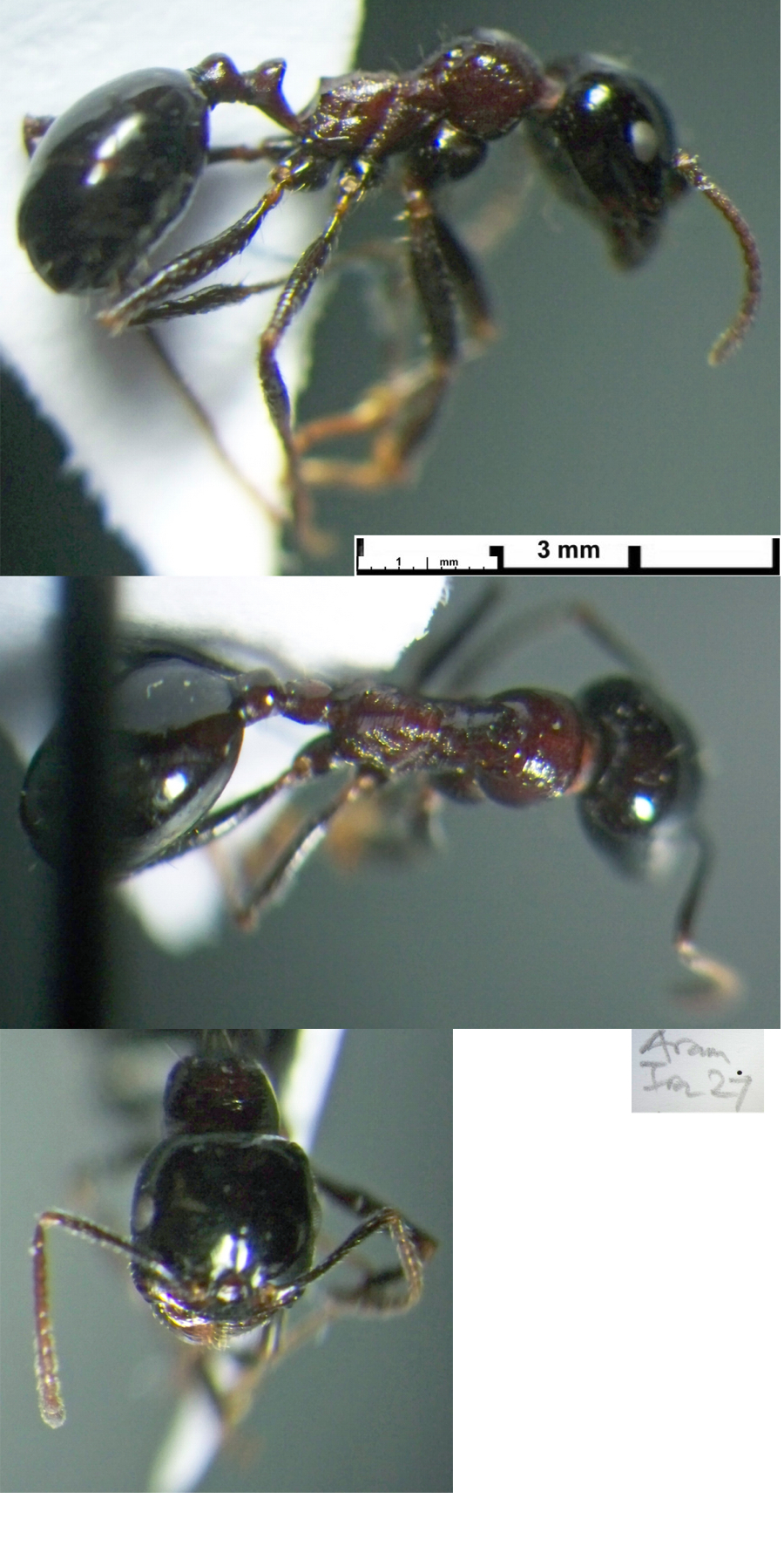 {Messor dentatus major}