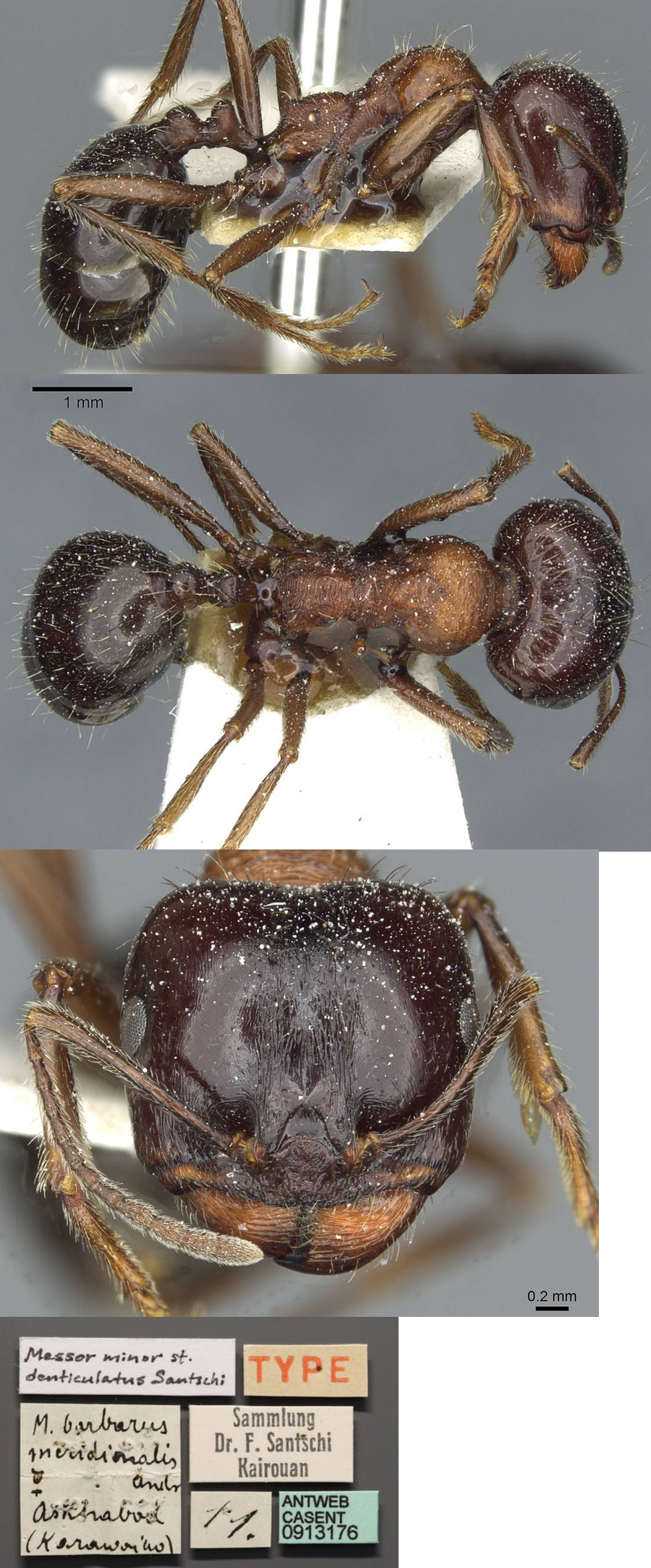 Messor denticulatus