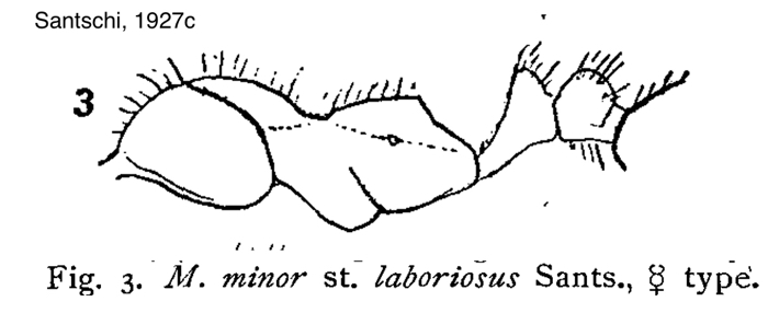 Messor denticulatus