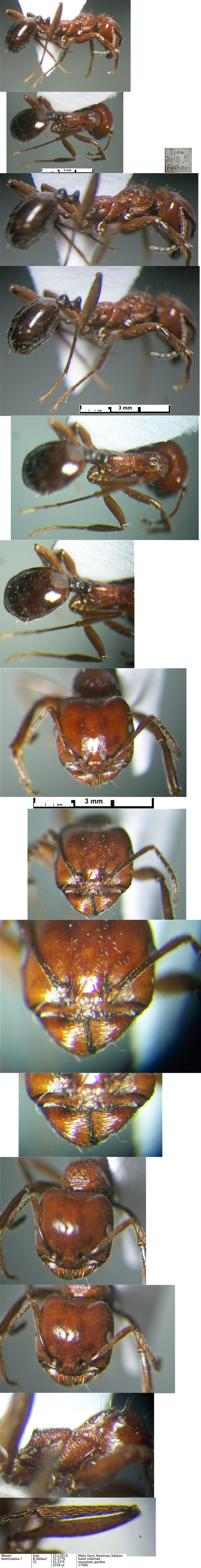 {Messor denticulatus}