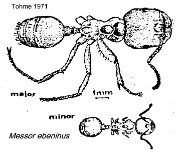 {Messor ebeninus}