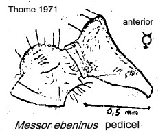 {Messor ebeninus pedicel}