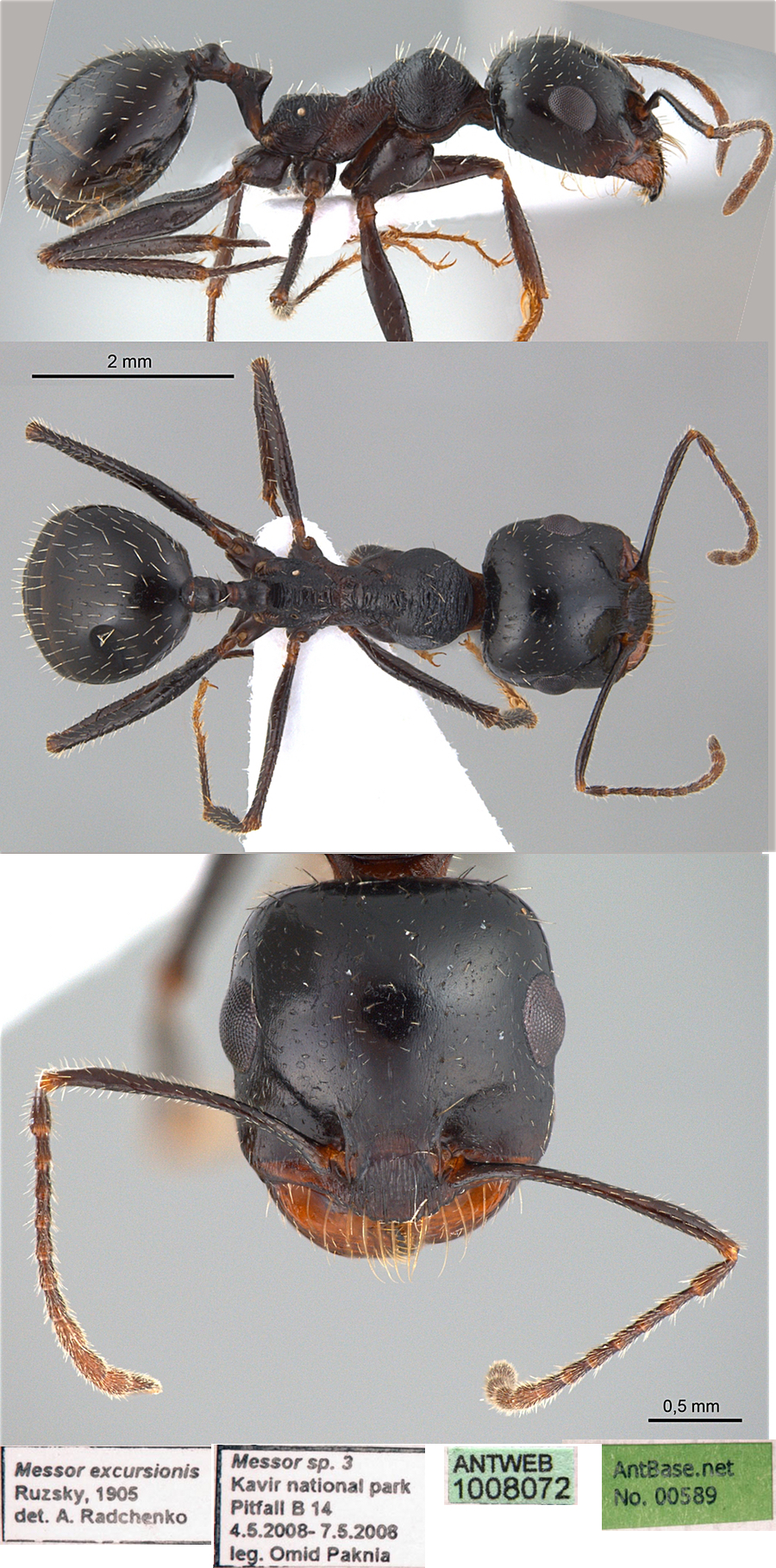 Messor denticulatus