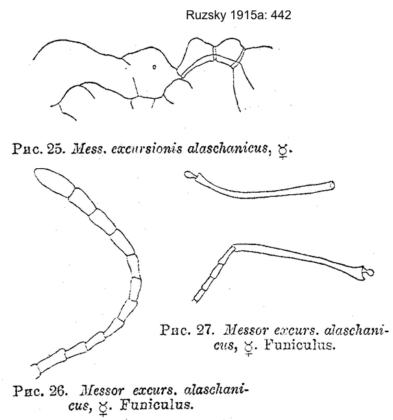 Messor excursionis alaschanicus