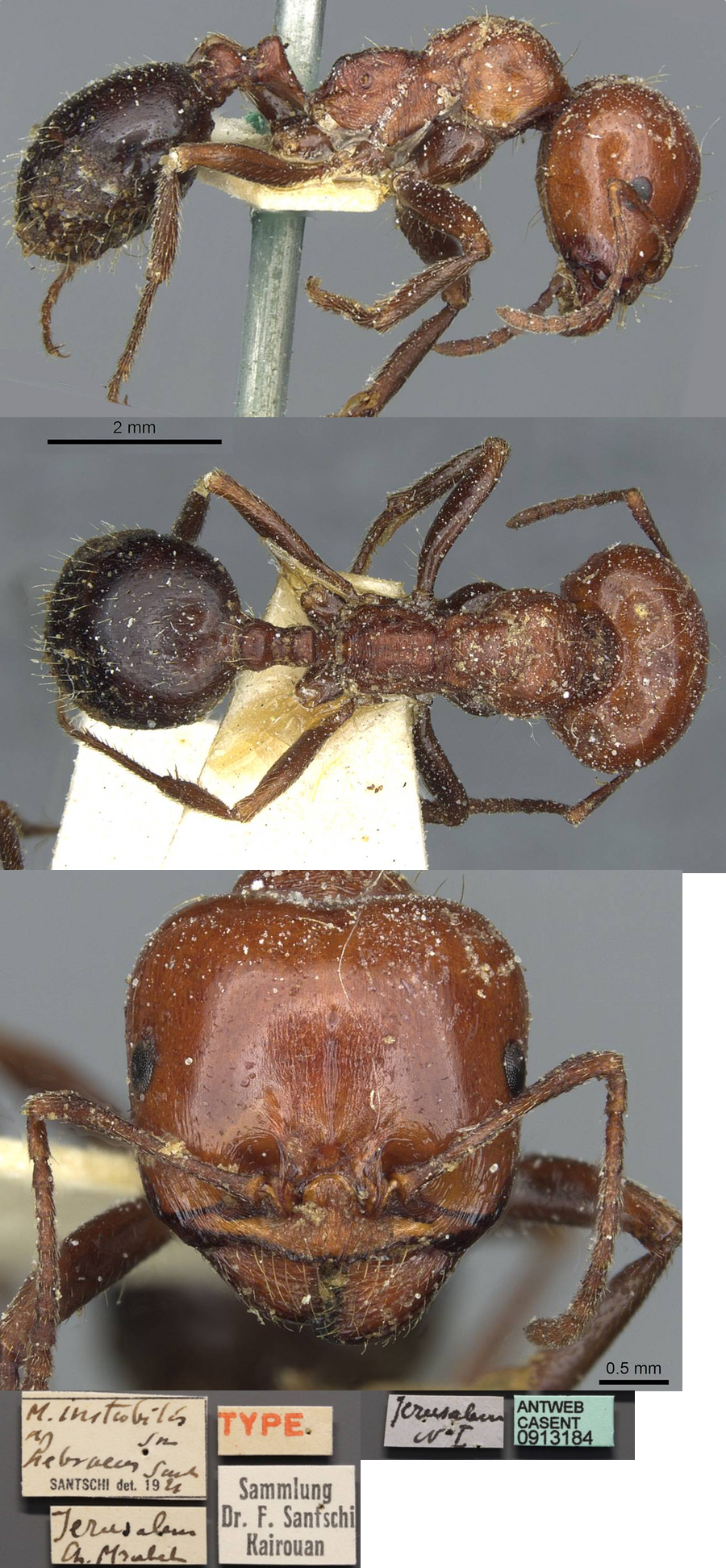 Messor hebraeus major