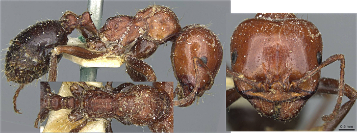 Messor hebraeus major