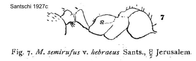 Messor hebraeus