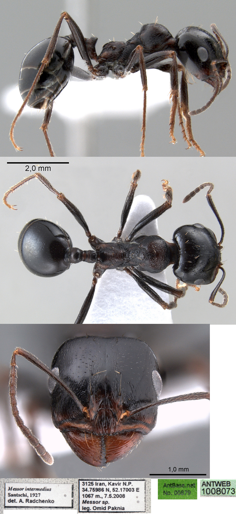 Messor intermedius det Radchenko
