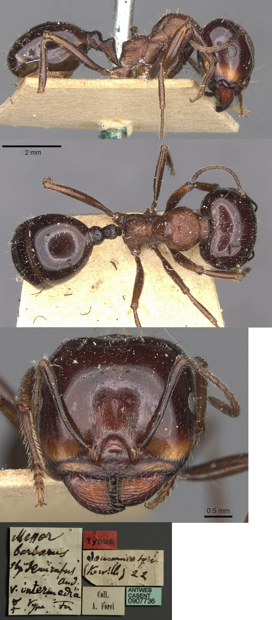 Messor intermedius