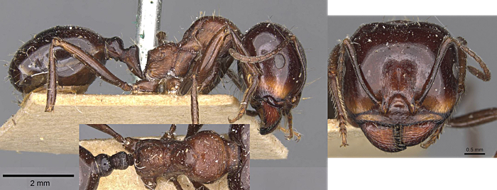 Messor intermedius
