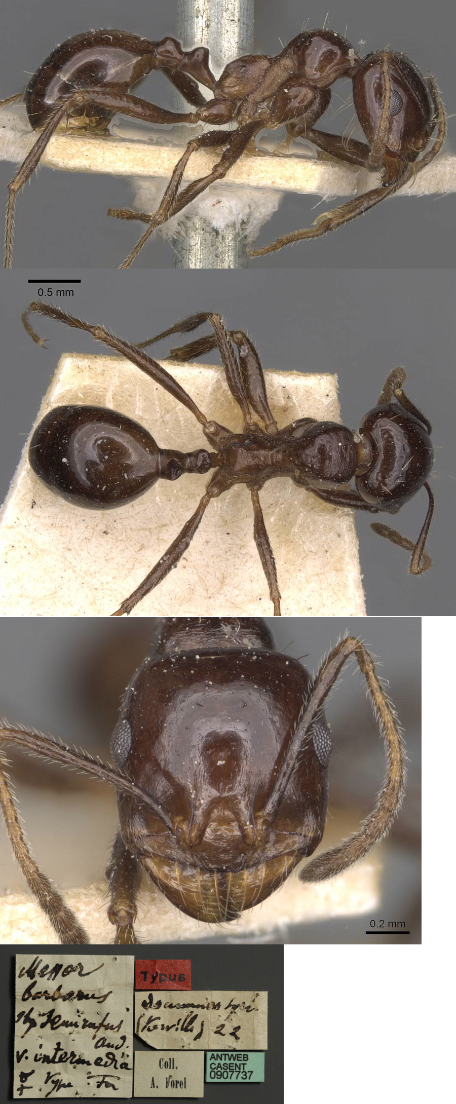Messor intermedius