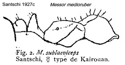 {Messor medioruber}