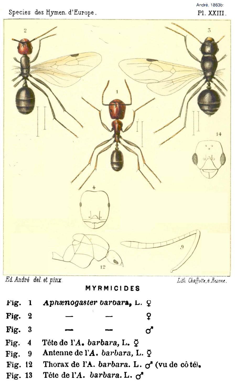 Messor minor