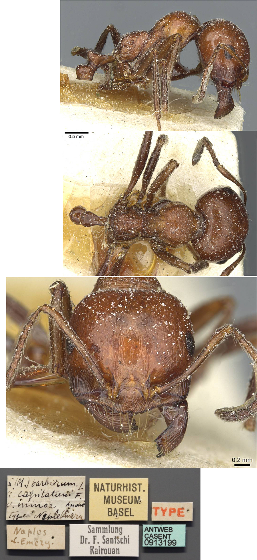 Messor minor