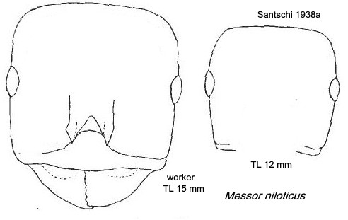 {Messor niloticus}