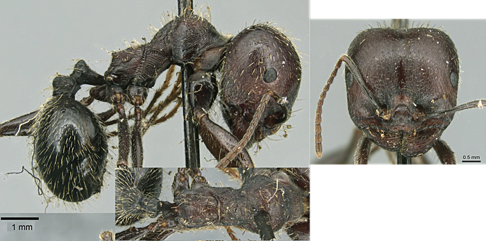 Messor orientalis