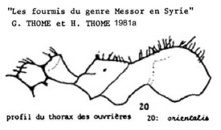 {Messor orientalis}