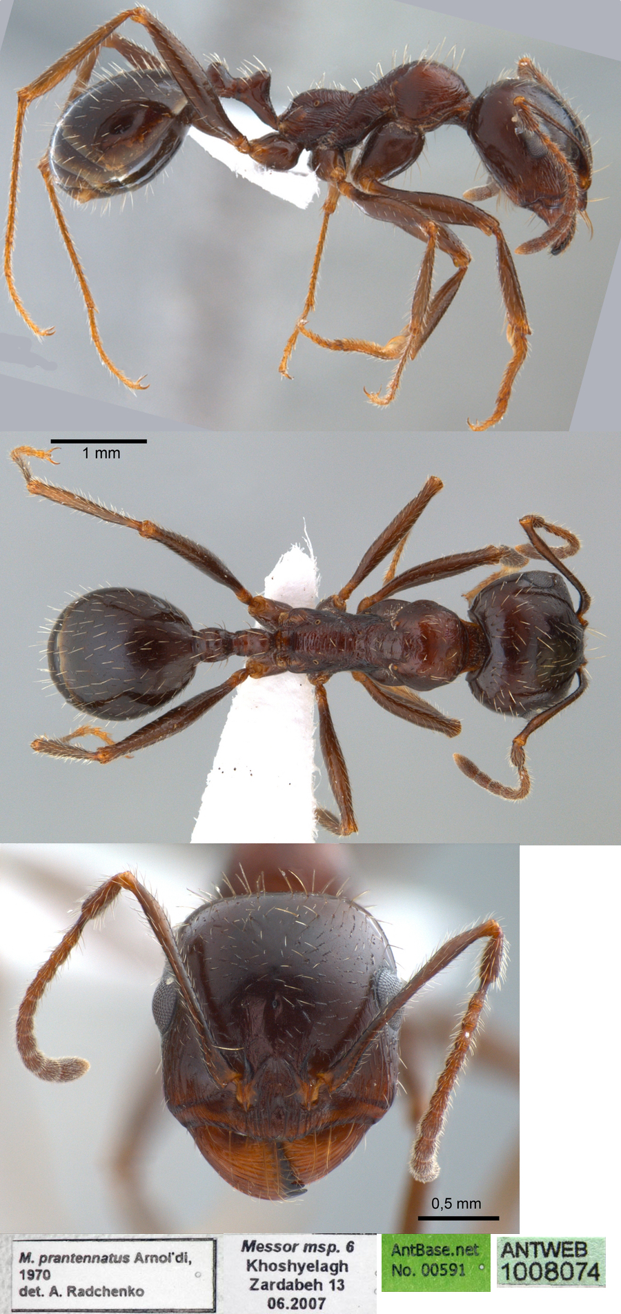 Messor perantennatus