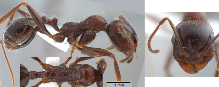 Messor perantennatus