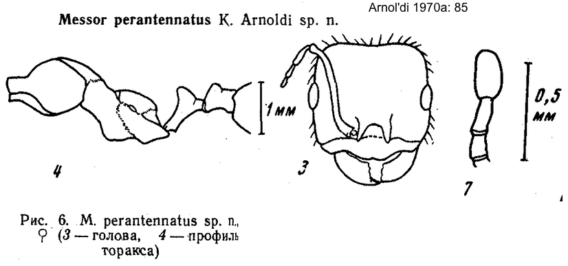 Messor perantennatus