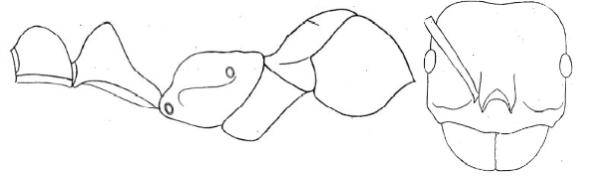 {short description of image}