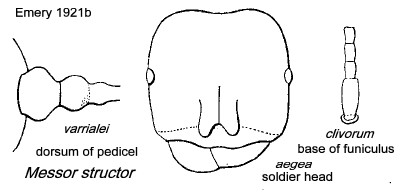 {Messor structor}