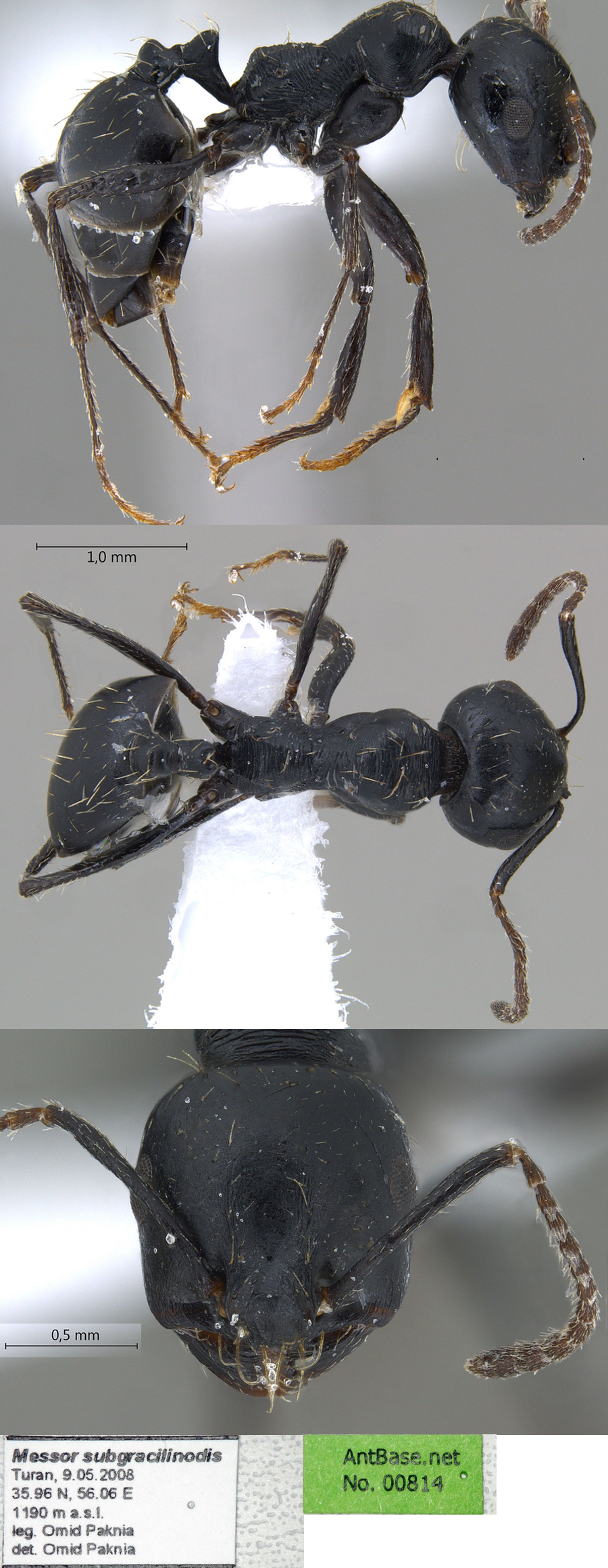 Messor subgracilinodis mnior?