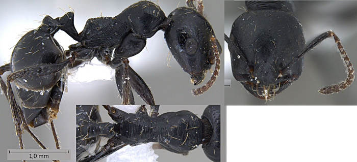 Messor subgracilinodis