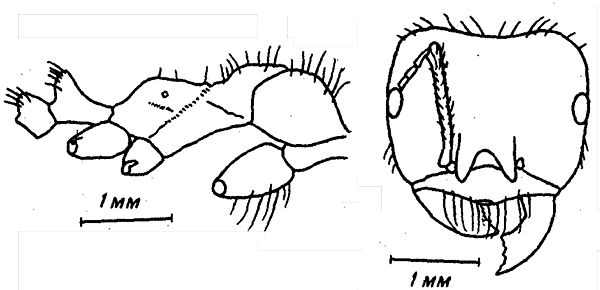 Messor subgracilinodis